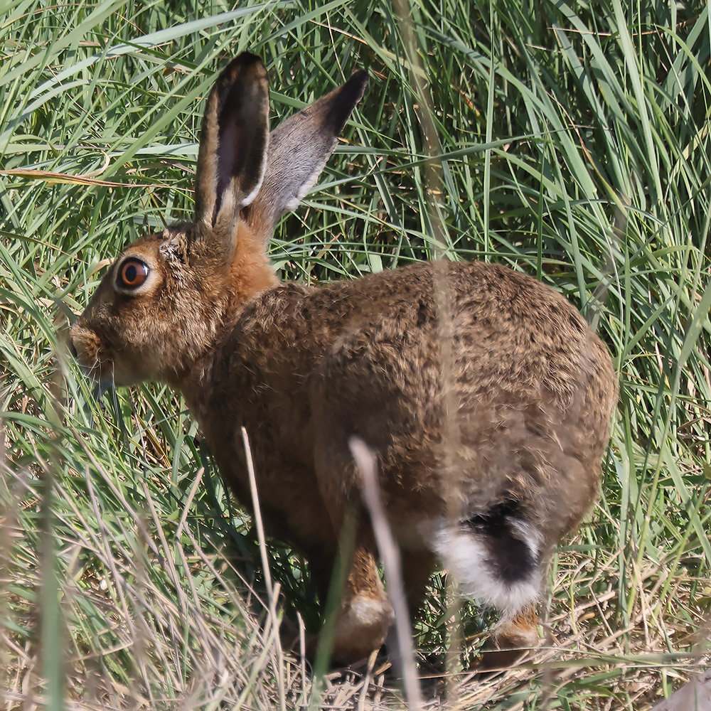 Brown hare